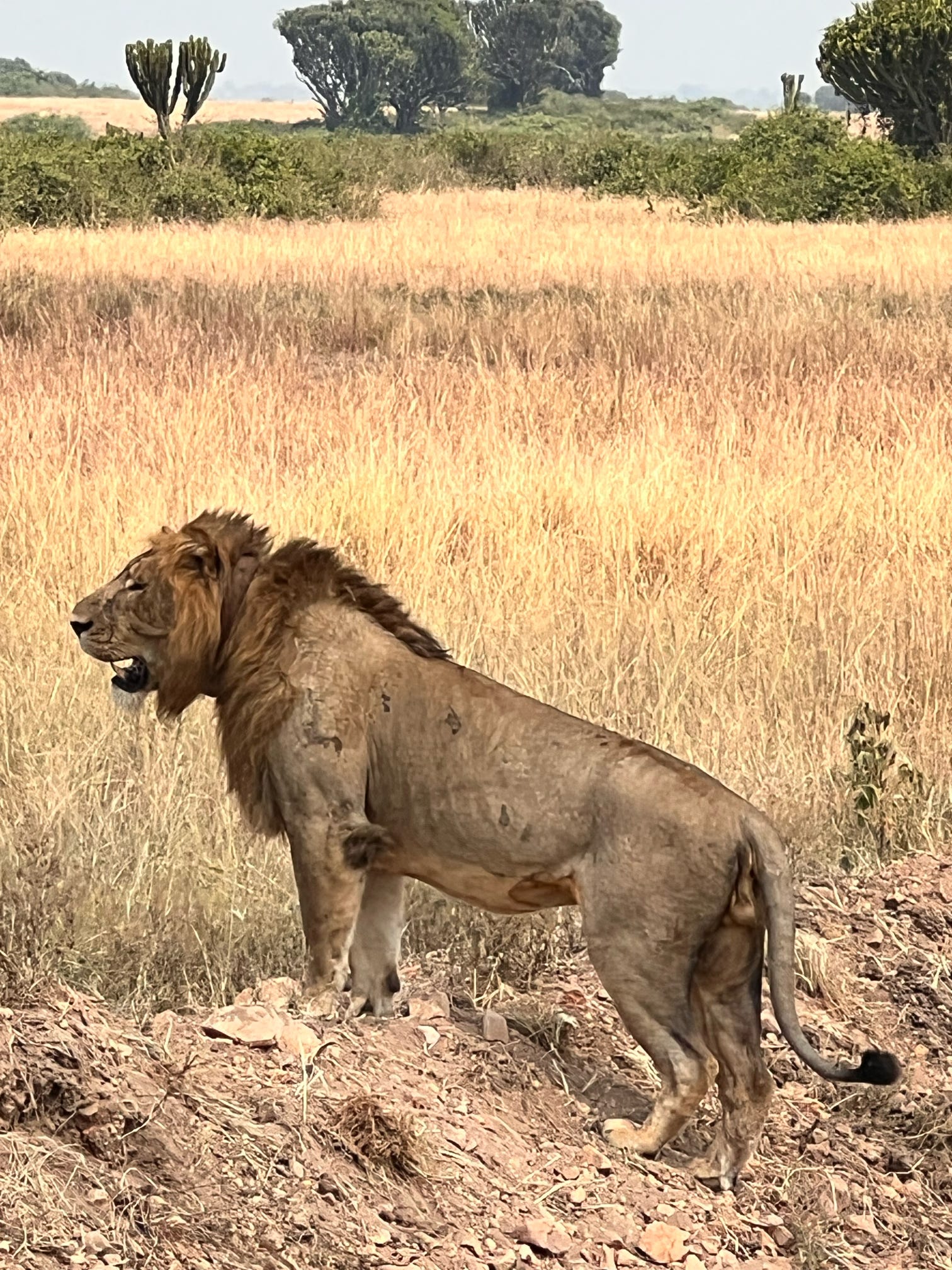 WildMed Safaris